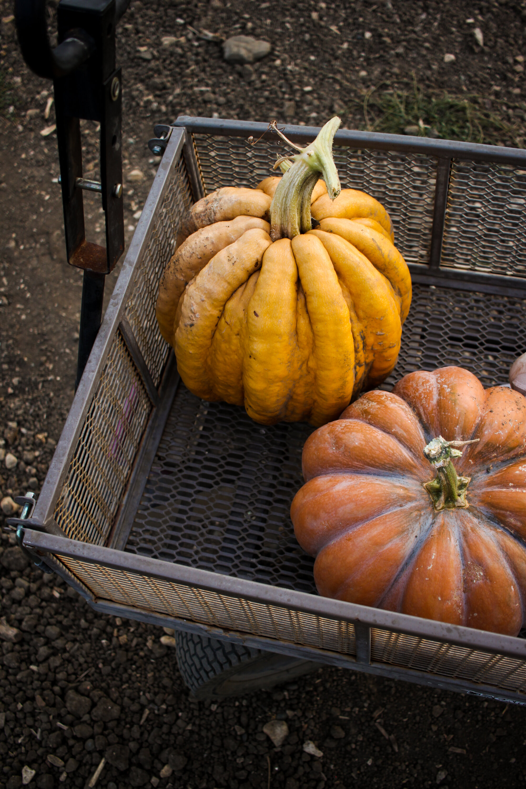 pumpkin-14.jpg