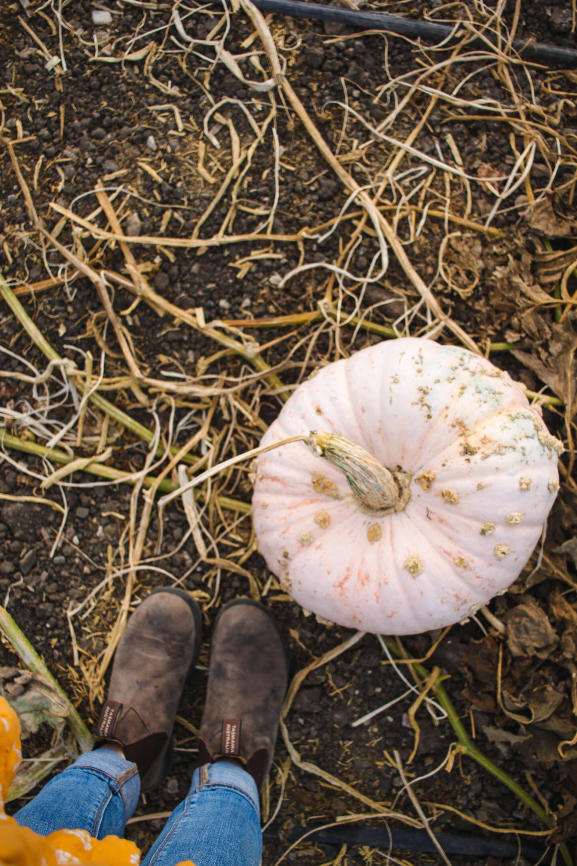 pumpkin-24.jpg