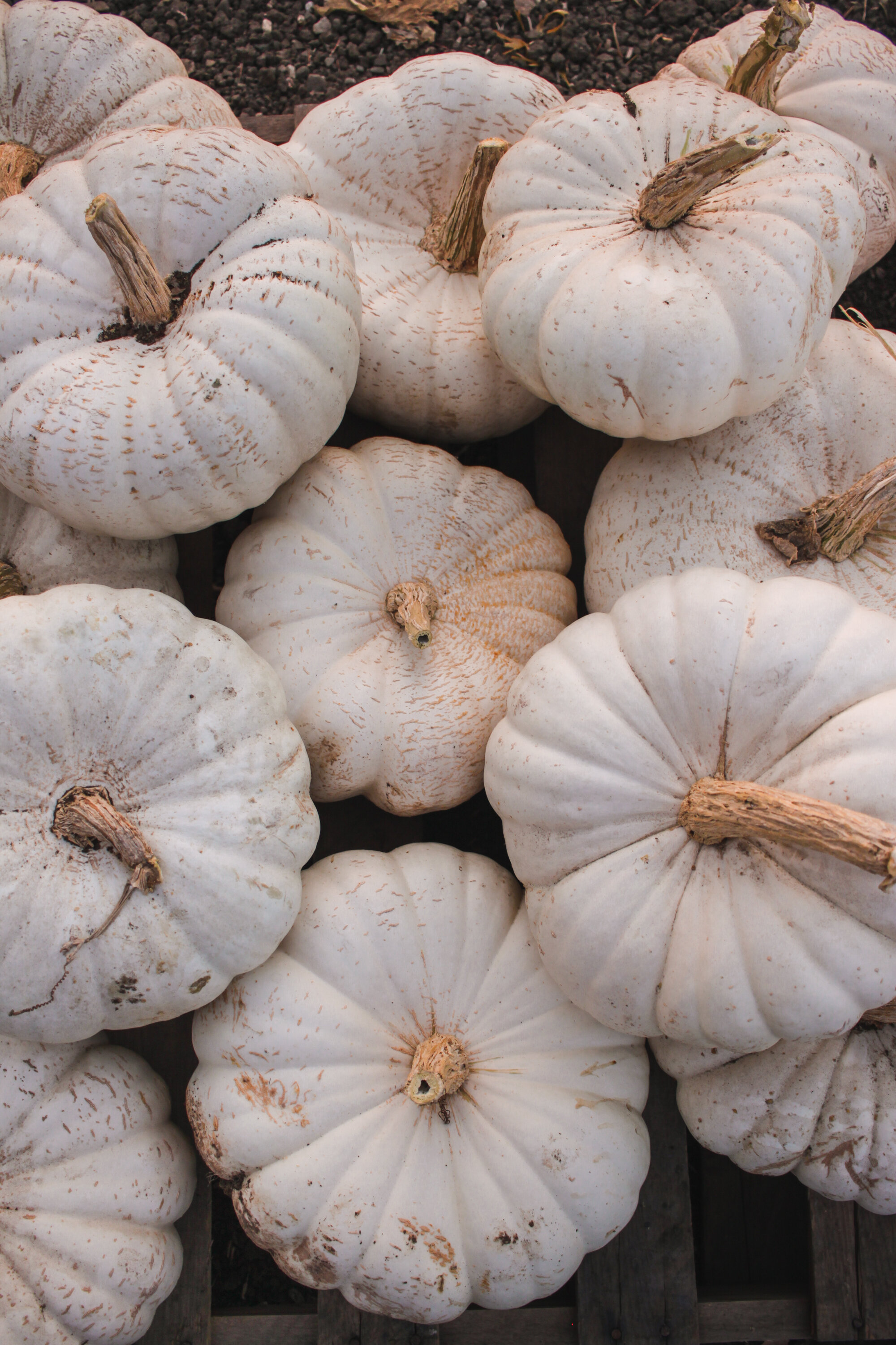 pumpkin-127.jpg