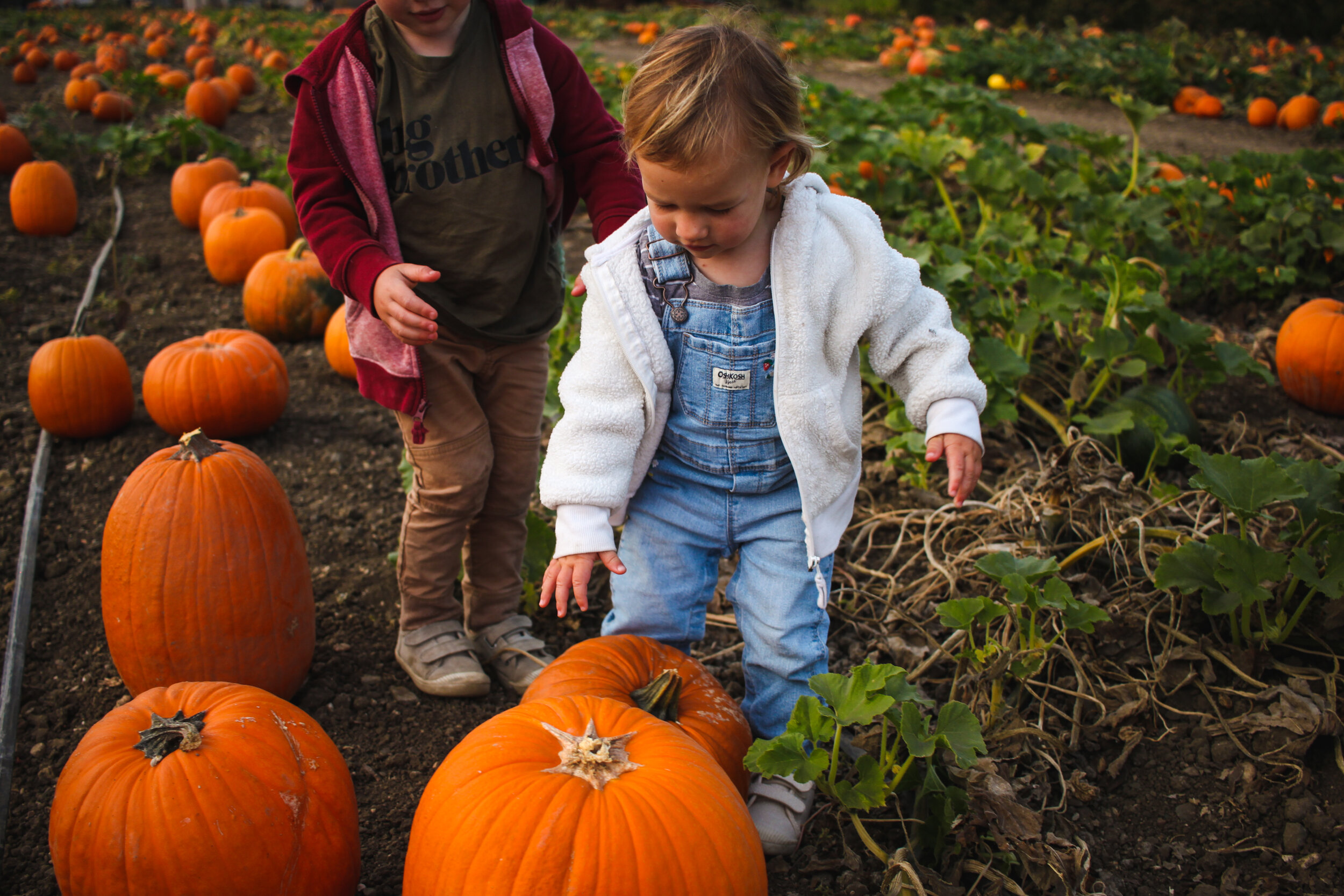 pumpkin-51.jpg