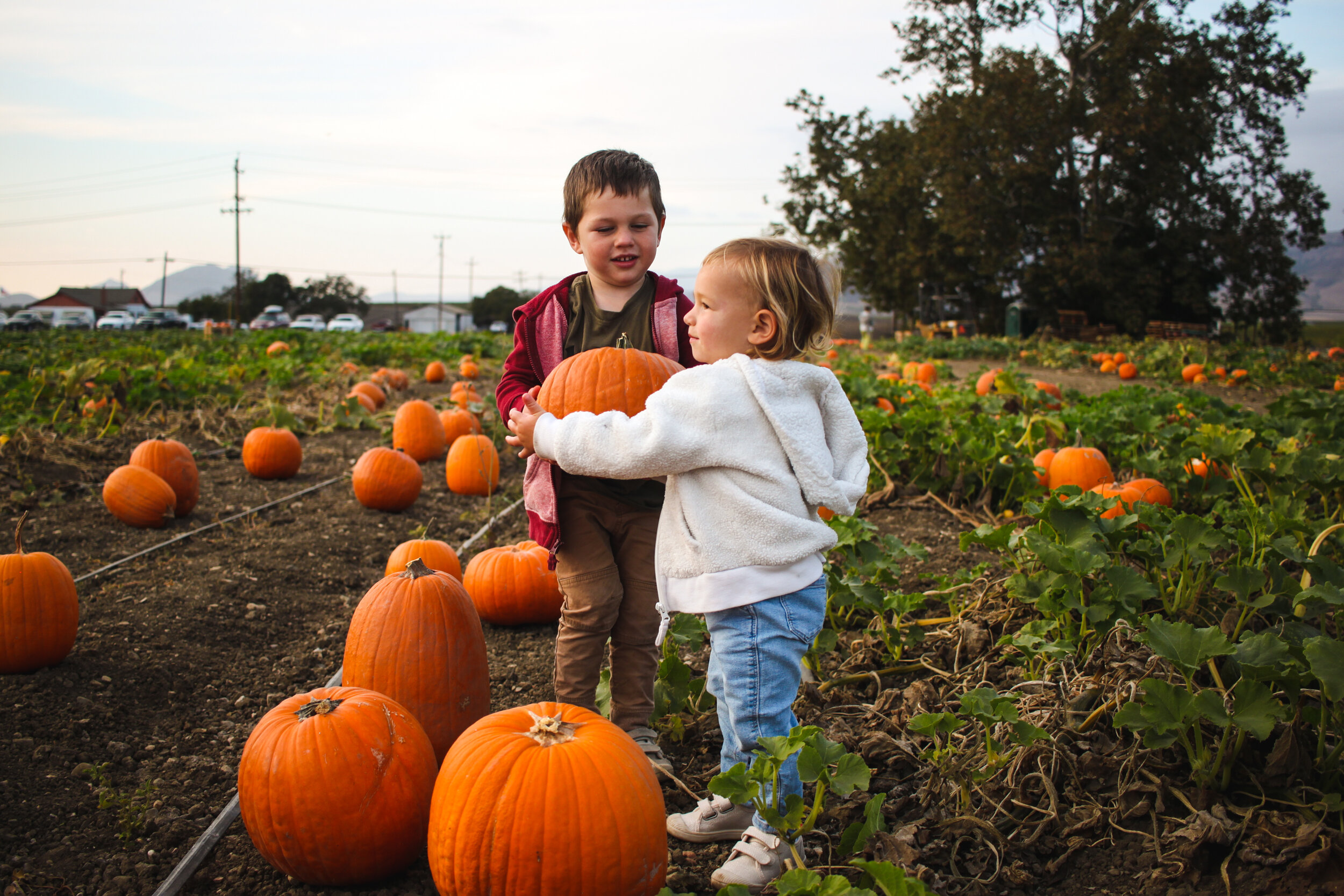 pumpkin-50.jpg